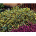 Ilex altacerensis Golden Ring - Božikovina šarenolisna Golden Ring