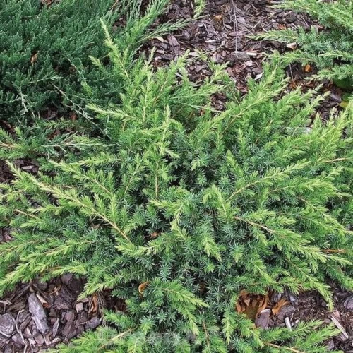 Juniperus conferta Schlager - Polegla kleka Schlager
