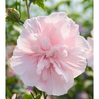 Hibiscus syriacus Pink Chiffon - Hibiskus Pink Chiffon