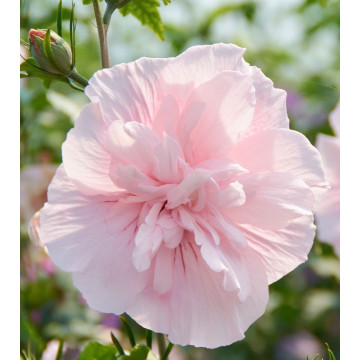 Hibiscus syriacus Pink Chiffon - Hibiskus Pink Chiffon