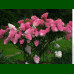 Hydrangea paniculata Fraise Melba - Drvenasta hortenzija Fraise Melba