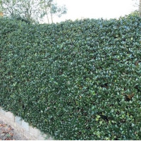 Ilex meserveae Blue Prince - Božikovina Blue Prince
