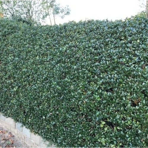 Ilex meserveae Blue Prince - Božikovina Blue Prince