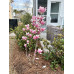 Magnolia soulongeana Heaven Scent - Magnolija Heaven Scent