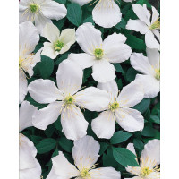 Clematis montana Grandiflora - Klematis Grandiflora