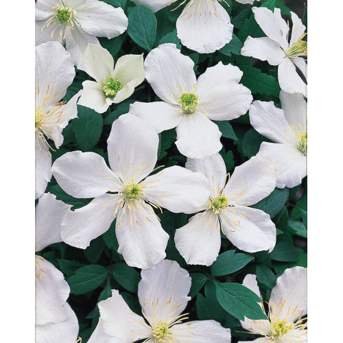 Clematis montana Grandiflora - Klematis Grandiflora Clematis montana Grandiflora - Klematis Grandiflora