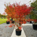 Acer palmatum Seiryu - Japanski javor Seiryu