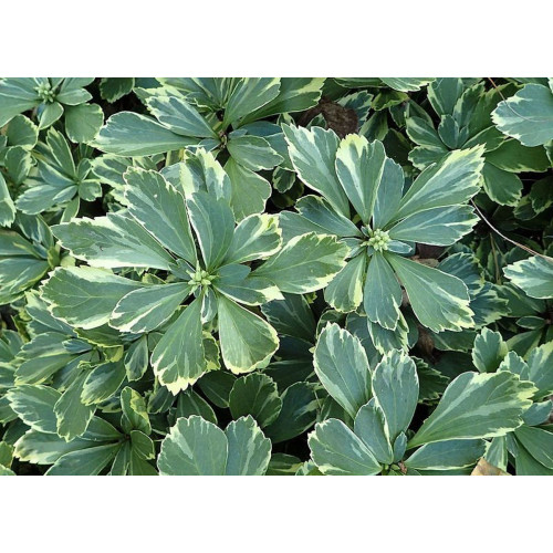 Pachysandra terminalis Variegata - Pahisandra Variegata