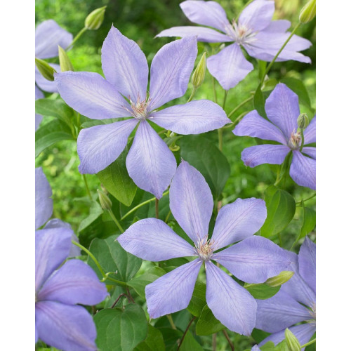 Clematis Cholmondeley - Klematis Cholmondeley