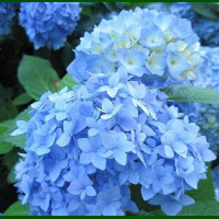 Hydrangea macrophylla Nikko Blue - Hortenzija Nikko Blue