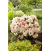 Rhododendron Percy Wiseman - Rododendron Percy Wiseman