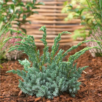 Juniperus squamata Meyeri - Himalajska kleka Meyeri