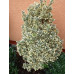 Euonymus japonicus Bravo - Evonimus Bravo