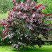 Cercis canadensis Forest Pansy - Judino drvo Forest Pansy