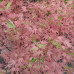 Acer palmatum Iyoshi - Šarenolisni japanski javor Iyoshi