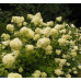 Hydrangea paniculata Phantom - Drvenasta hortenzija Phantom