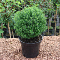 Thuja occidentalis Teddy - Patuljasta loptasta tuja Teddy