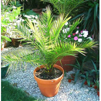 Phoenix canariensis - Feniks palma