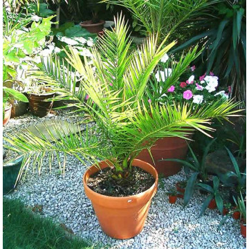 Phoenix canariensis - Feniks palma