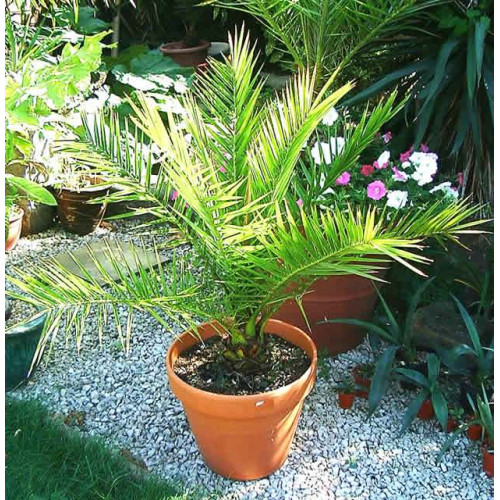 Phoenix canariensis - Feniks palma