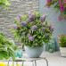 Buddleja davidii Butterfly Candy Little Sweetheart - Patuljasti letnji jorgovan Little Sweetheart Buddleja davidii Butterfly Candy Little Sweetheart - Patuljasti letnji jorgovan Little Sweetheart