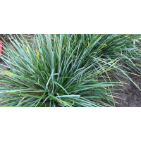 Sesleria heufleriana Blue Porcupine - Sesleria Blue Porcupine