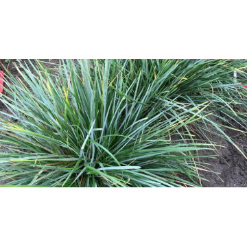 Sesleria heufleriana Blue Porcupine - Sesleria Blue Porcupine Sesleria heufleriana Blue Porcupine - Sesleria Blue Porcupine