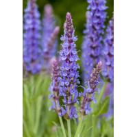 Salvia nemorosa Blauhügel - Ukrasna žalfija Blauhügel