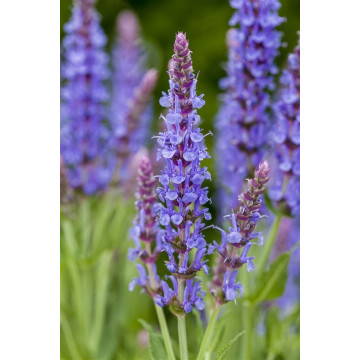 Salvia nemorosa Blauhügel - Ukrasna žalfija Blauhügel