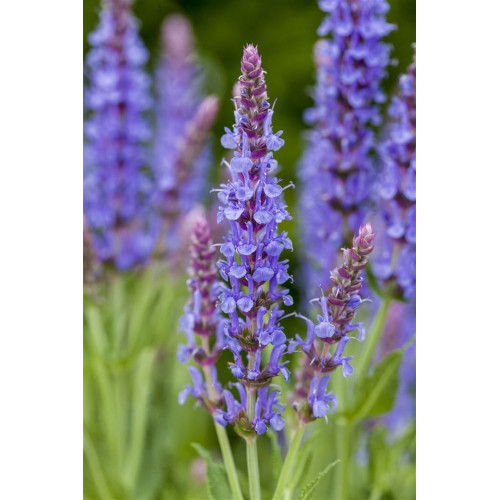 Salvia nemorosa Blauhügel - Ukrasna žalfija Blauhügel