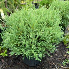 Thuja occidentalis Mr. Bowling Ball - Loptasta tuja Mr.Bowling Ball