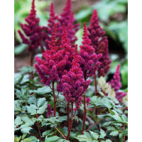 Astilbe chinensis Vision in Red - Astilba Vision in Red
