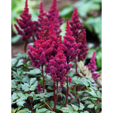 Astilbe chinensis Vision in Red - Astilba Vision in Red