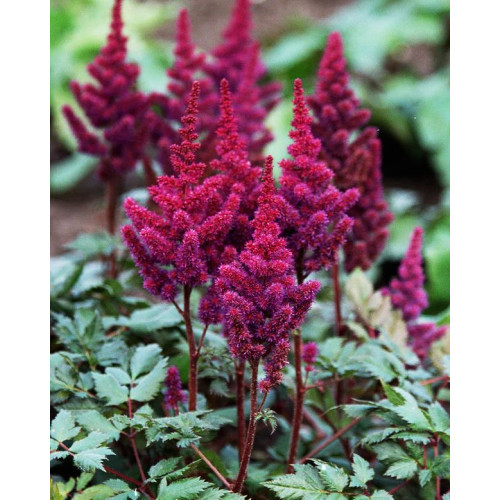 Astilbe chinensis Vision in Red - Astilba Vision in Red