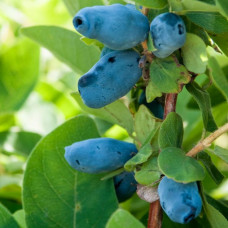 Lonicera caerulea Wojtek - Borovnica Wojtek