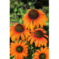 Echinacea Prairie Blaze Orange Sunset - Ehinacea Orange Sunset