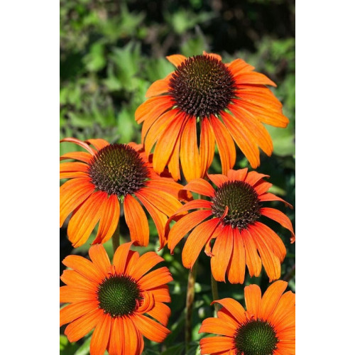 Echinacea Prairie Blaze Orange Sunset - Ehinacea Orange Sunset