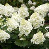 Hydrangea paniculata Silver Dollar - Drvenasta hortenzija Silver Dollar