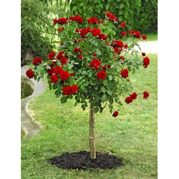 Ruže stablašice Ruže stablašice