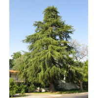 Cedrus Deodara - Himalajski kedar