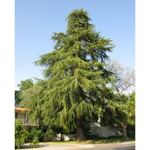 Cedrus Deodara - Himalajski kedar
