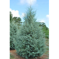 Cupressus Arizonica Glauca - Arizonski čempres