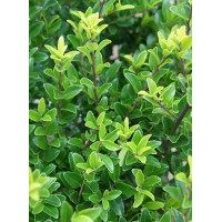 Ilex maximowicziana Kanehirae - Japanska božikovina