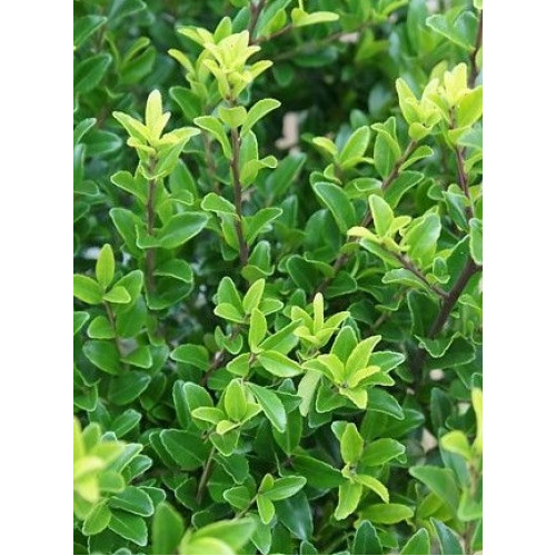 Ilex maximowicziana Kanehirae - Japanska božikovina