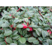 Cotoneaster procumbens Queen of Carpets - Dunjarica Queen of Carpets Cotoneaster procumbens Queen of Carpets - Dunjarica Queen of Carpets