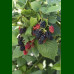 Rubus fruticosus Black Satin - Kupina Black Satin
