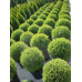 Thuja occidentalis Tiny Tim - Loptasta tuja Tiny Tim