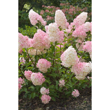Hydrangea paniculata Vanilla Fraise - Drvenasta hortenzija Vanilla Fraise
