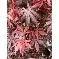 Acer palmatum Trompenburg - Japanski javor Trombenburg