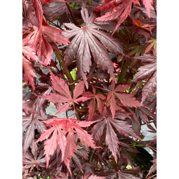 Acer palmatum Trompenburg - Japanski javor Trombenburg